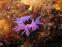 flabellina affinis
